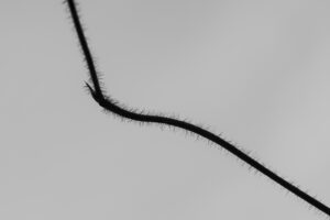 写真作品