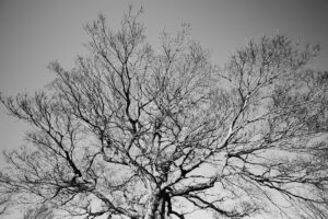 写真作品
