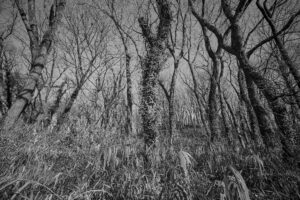 写真作品