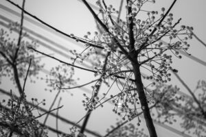写真作品