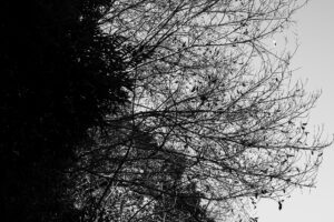 写真作品