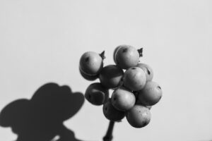 写真作品