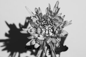 写真作品