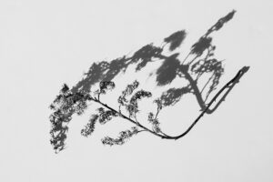 写真作品