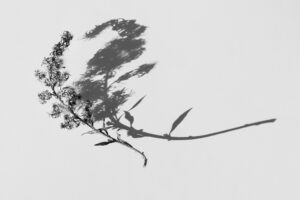 写真作品