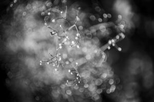 写真作品