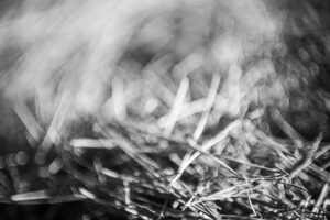 写真作品