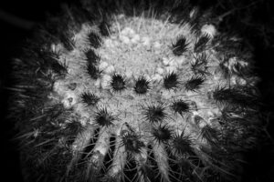 写真作品