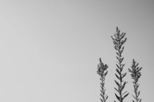 写真作品
