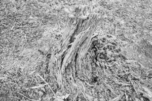 写真作品