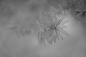写真作品