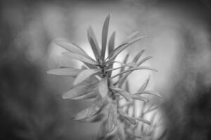 写真作品