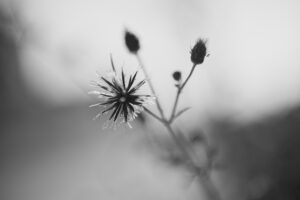 写真作品
