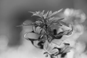 写真作品