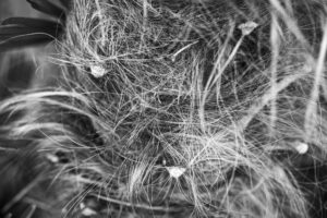 写真作品
