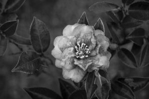 写真作品