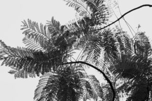 写真作品