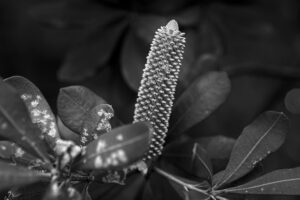 写真作品