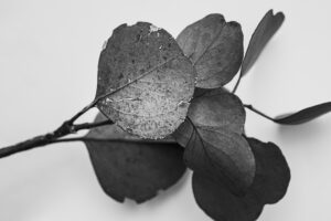 写真作品