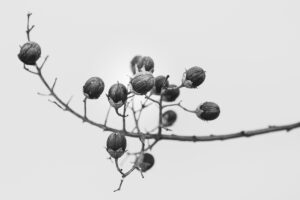 写真作品
