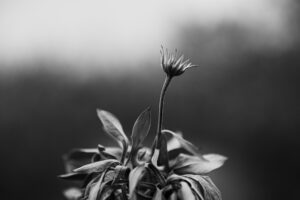 写真作品