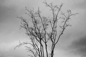 写真作品