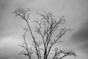 写真作品