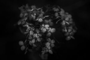 写真作品