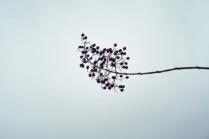 写真作品