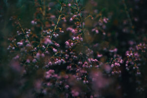 写真作品
