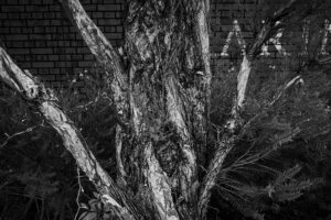 写真作品