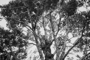 写真作品