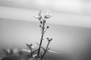 写真作品