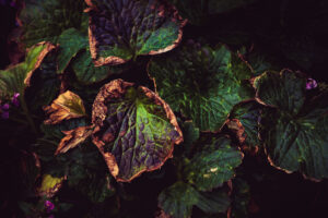 写真作品