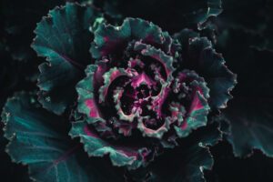 写真作品
