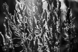 写真作品