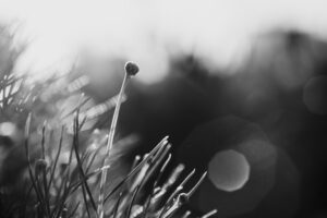 写真作品