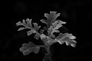 写真作品