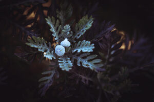 写真作品
