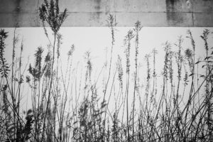 写真作品