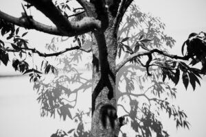 写真作品