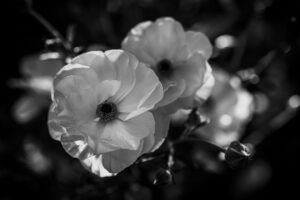 写真作品