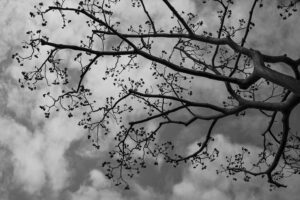 写真作品