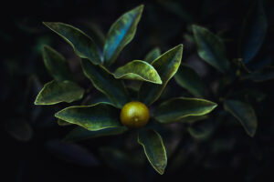 写真作品