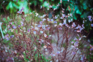 写真作品