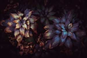 写真作品