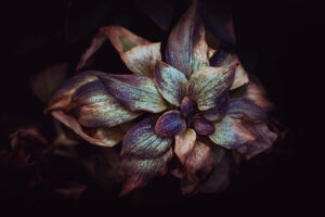 写真作品