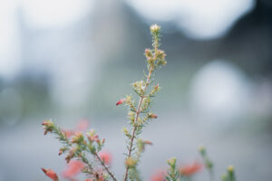 写真作品