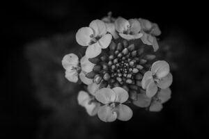 写真作品