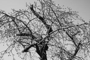 写真作品